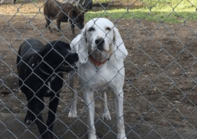 El perro es devuelto al mismo refugio 11 veces antes