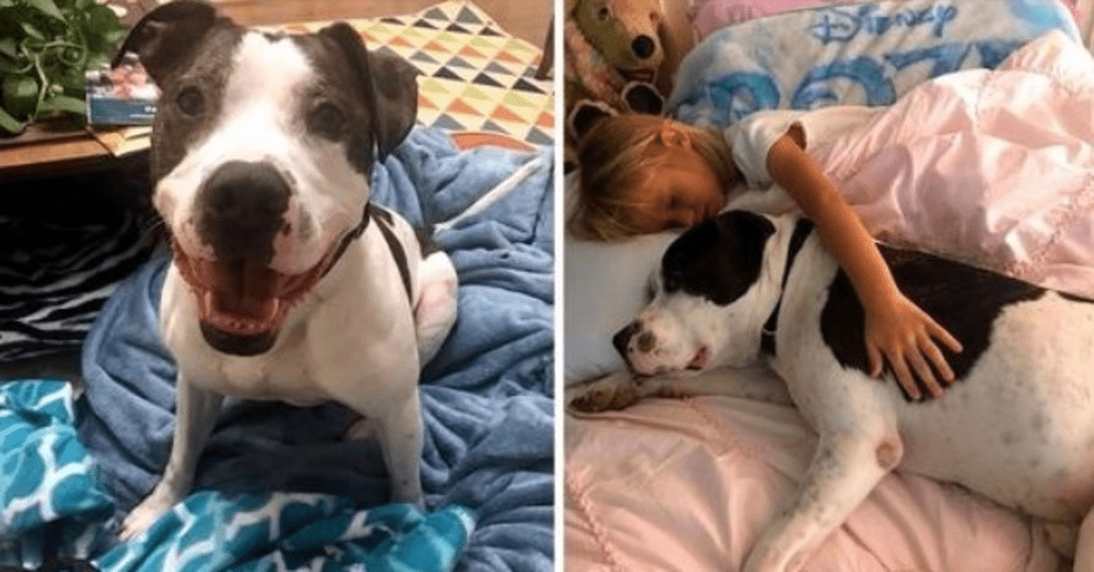 El perro ha sido etiquetado como "malo con los niños" y abandonado, pero quiere demostrar que están equivocados 1 El perro ha sido etiquetado como malo con los ninos