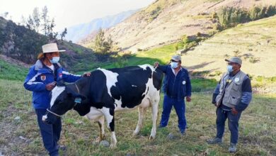 Ganaderos de lluta aumentan produccion de leche y ganaderia