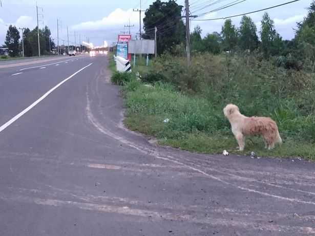Lindo perro perdido en viaje esperando a su dueno durante