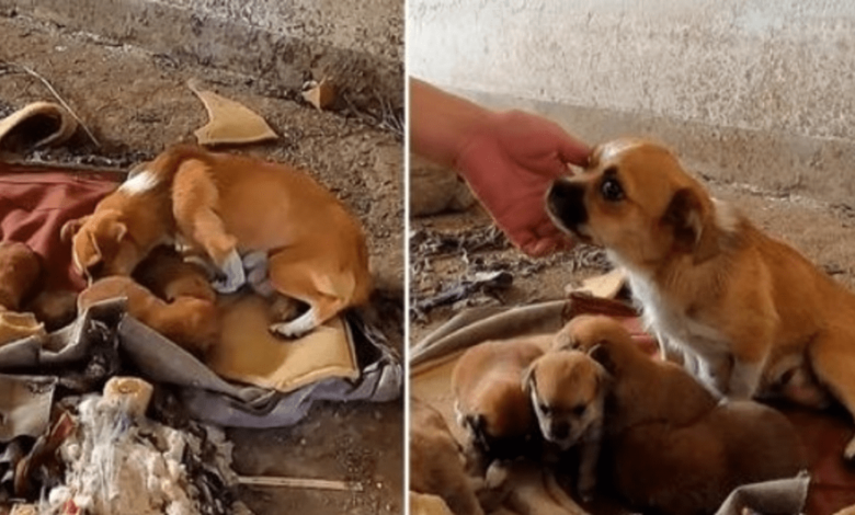Mother dog y sus hijos lucharon por sobrevivir en una