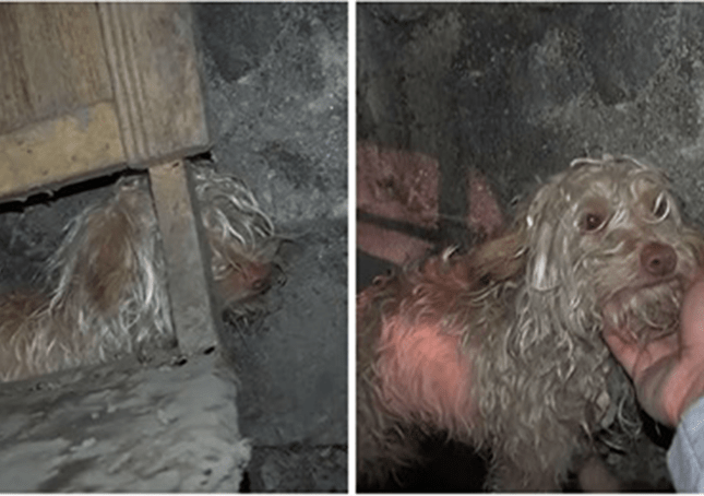 Perro callejero escondido en tunel de aguas residuales recibe rescate