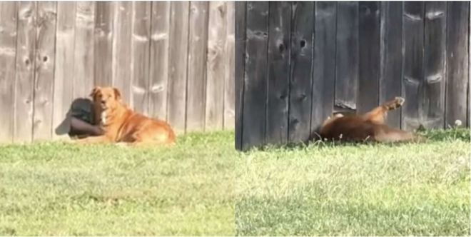 Perro espera todos los dias en el cerco de su