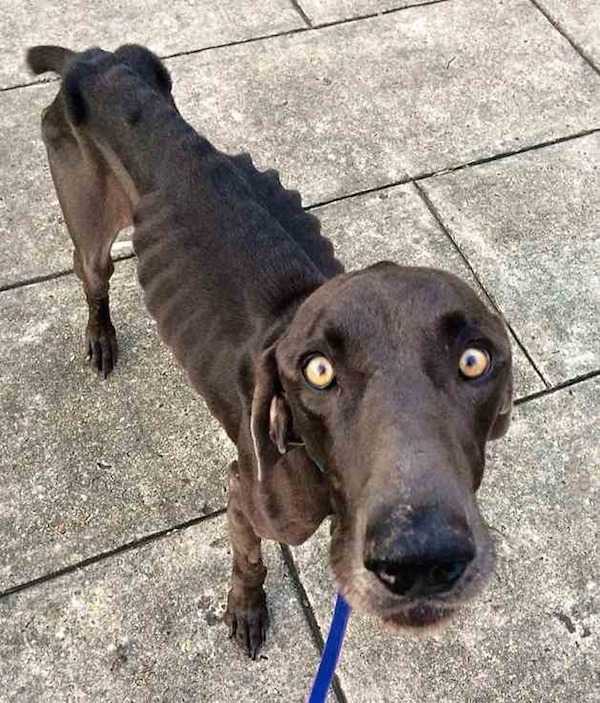 Perro hambriento que sobrevivio comiendo ramitas y piedras vive feliz