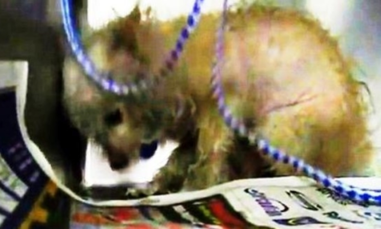 Perro maltratado a punto de ser sacrificado intenta morder la mano que intentó salvarla 1 Perro maltratado a punto de ser sacrificado intenta morder la