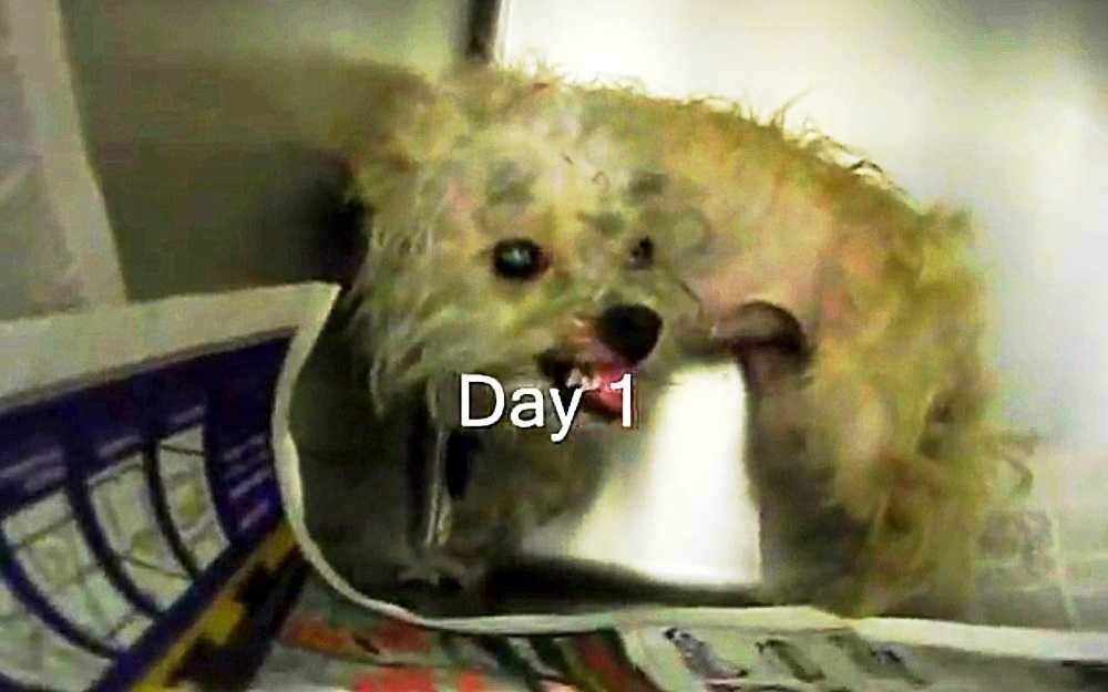 Perro maltratado a punto de ser sacrificado intenta morder la