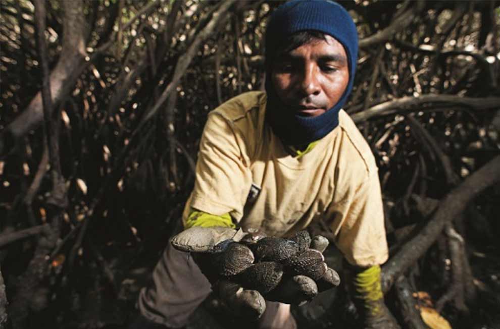 Saberes de extraccion de conchas negras en manglares de Tumbes