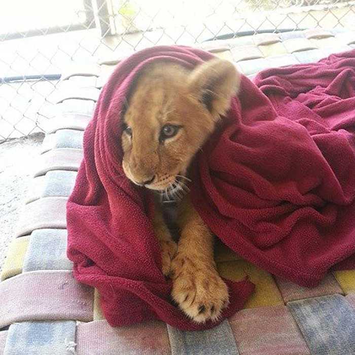 1646874871 716 cachorro de leon rescatado no puede dormir sin su manta