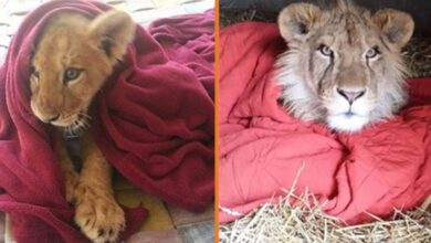 1646874871 cachorro de leon rescatado no puede dormir sin su manta