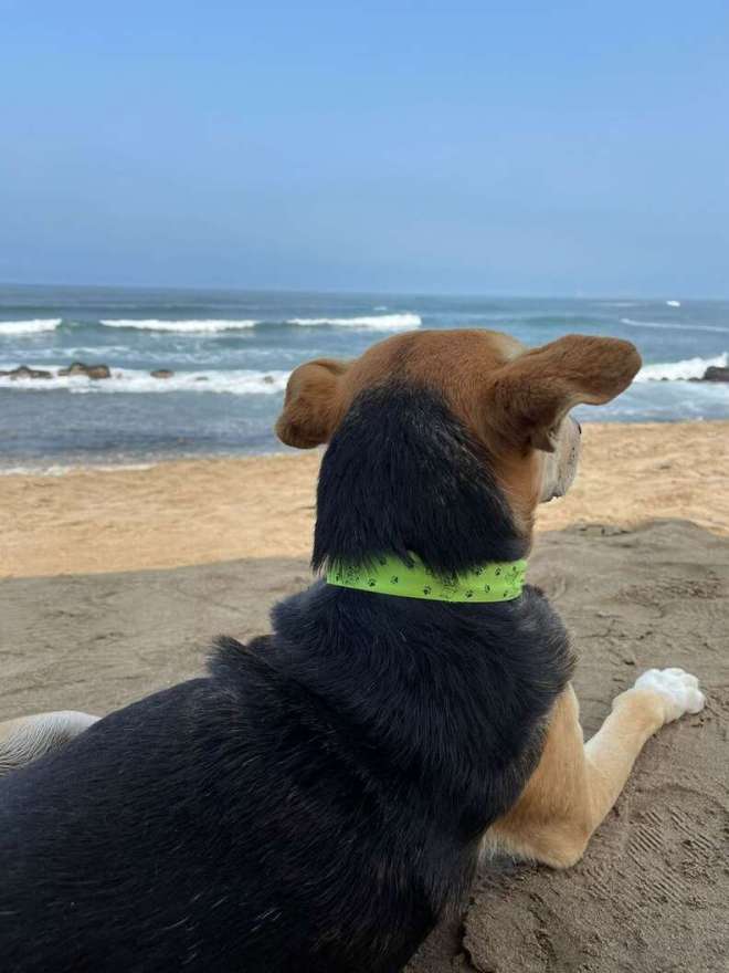 1646960115 153 una mujer se encuentra en la playa con un perro