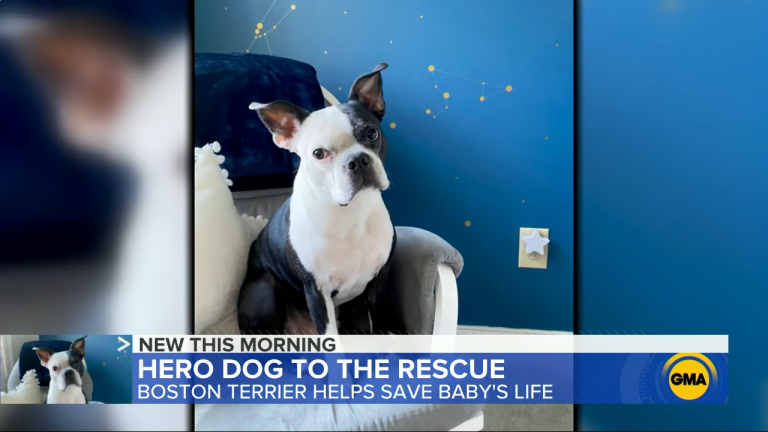 1647220797 559 el perro heroe ayuda a salvar la vida del bebe