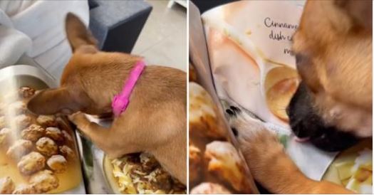 1647565486 perro intenta desesperadamente comer fotos de comida de revistas en
