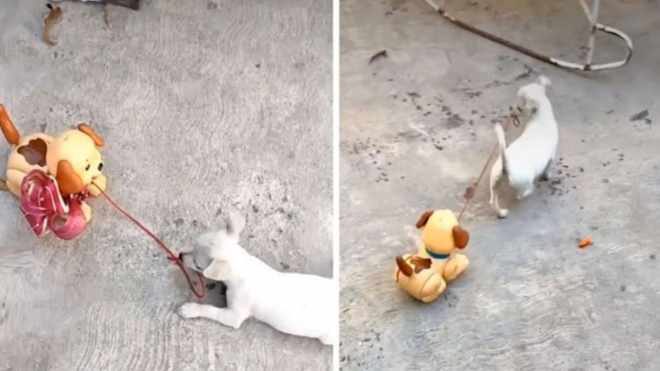 1647738487 610 a este perrito le encanta salir a pasear con el
