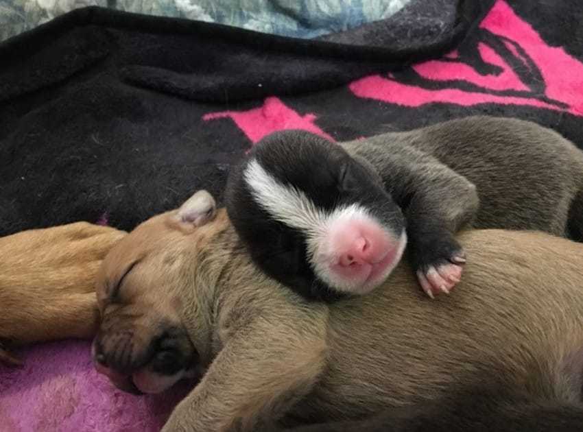 1647826328 313 una perra y sus 10 cachorros recien nacidos fueron arrojados