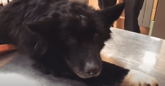1648010837 463 perro mayor se escapa de su dueno despues de 15