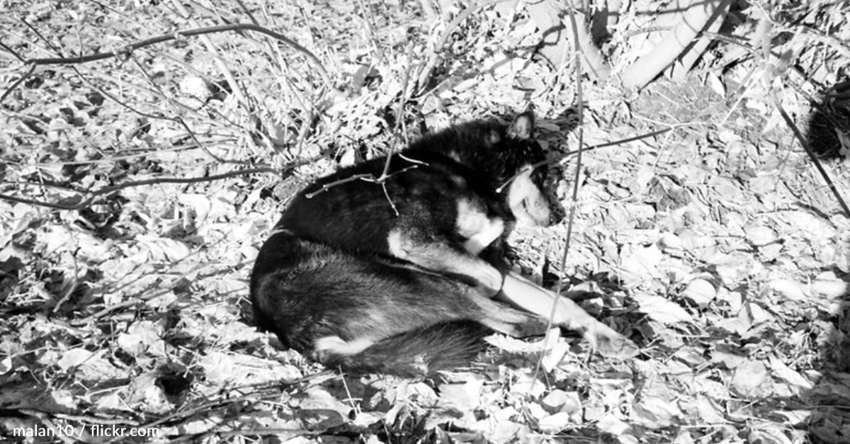 1648010837 Perro mayor se escapa de su dueno despues de 15