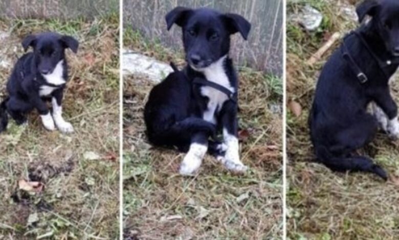 El perro sufrido se agazapaba detrás de los garajes. Necesitaba ayuda urgente 1 1648096955 el perro sufrido se agazapaba detras de los garajes necesitaba