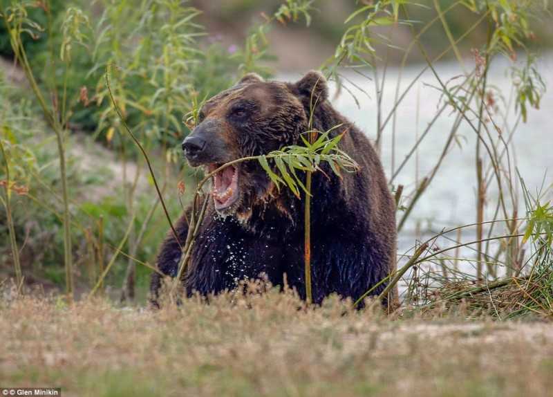 1648183560 259 El oso paso 17 anos en una jaula y por