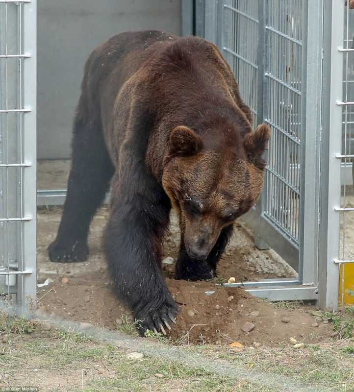 1648183560 602 el oso paso 17 anos en una jaula y por