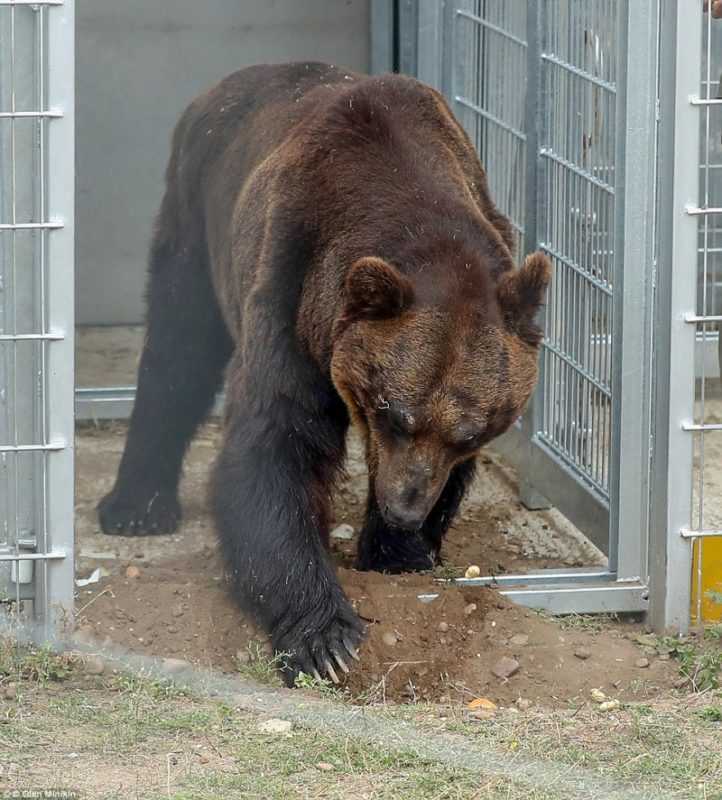 1648183560 602 El oso paso 17 anos en una jaula y por