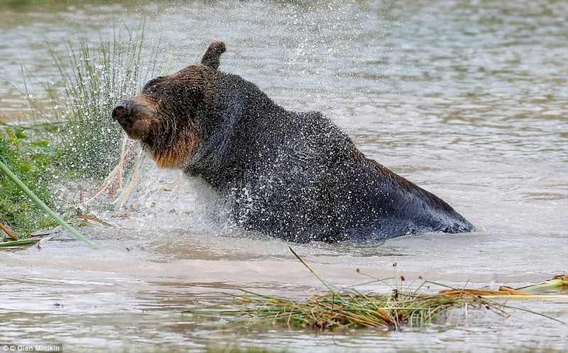 1648183561 592 el oso paso 17 anos en una jaula y por