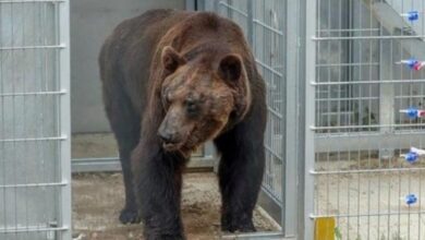 1648183562 el oso paso 17 anos en una jaula y por
