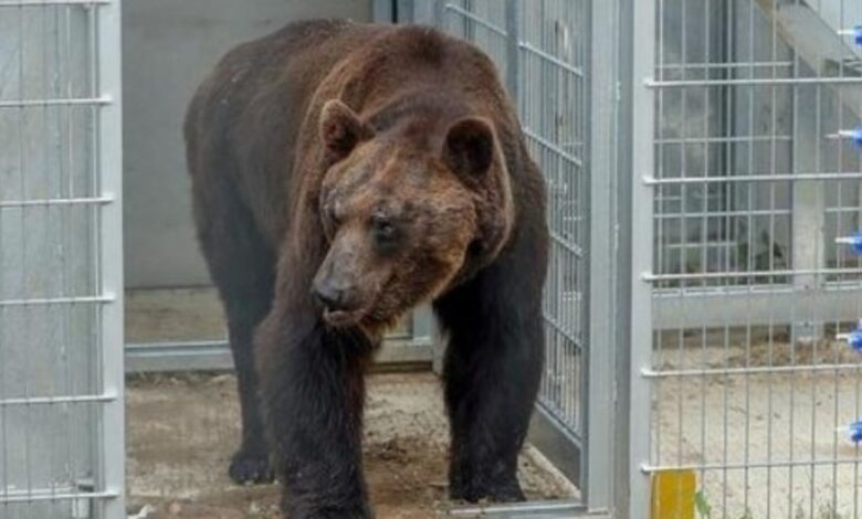 El oso pasó 17 años en una jaula y por primera vez salió y se zambulló en el estanque 1 1648183562 el oso paso 17 anos en una jaula y por