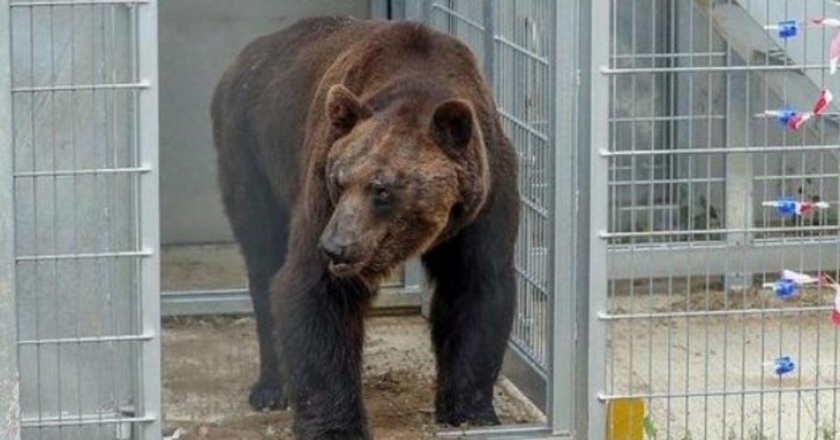 El oso pasó 17 años en una jaula y por primera vez salió y se zambulló en el estanque 1 1648183562 El oso paso 17 anos en una jaula y por