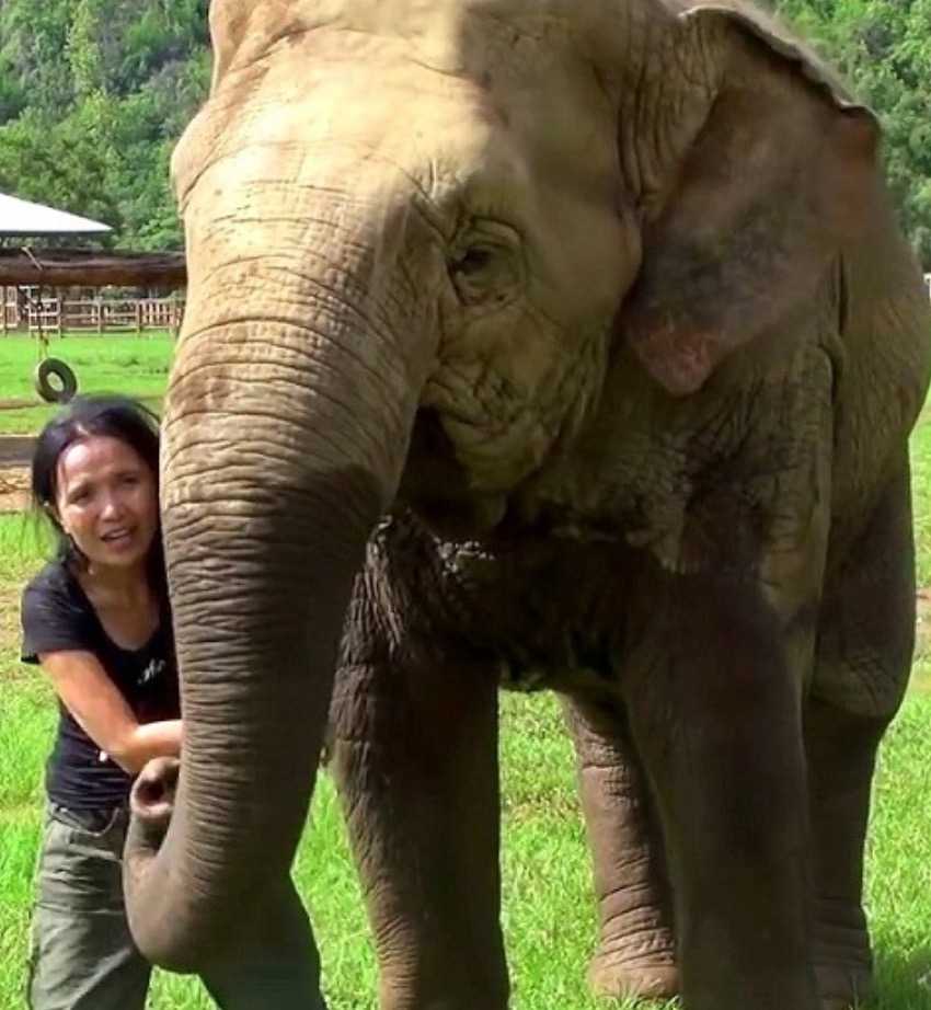 1648529499 124 elefante va a la entrevista para salvar a su guardian