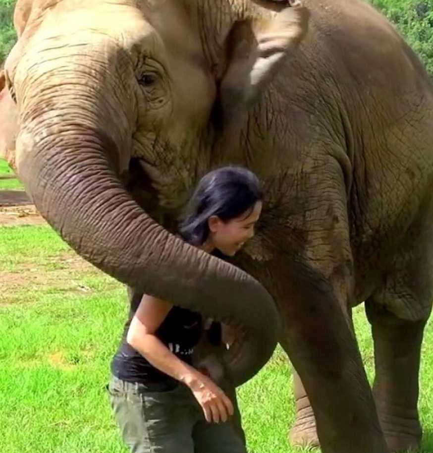 1648529499 9 Elefante va a la entrevista para salvar a su guardian