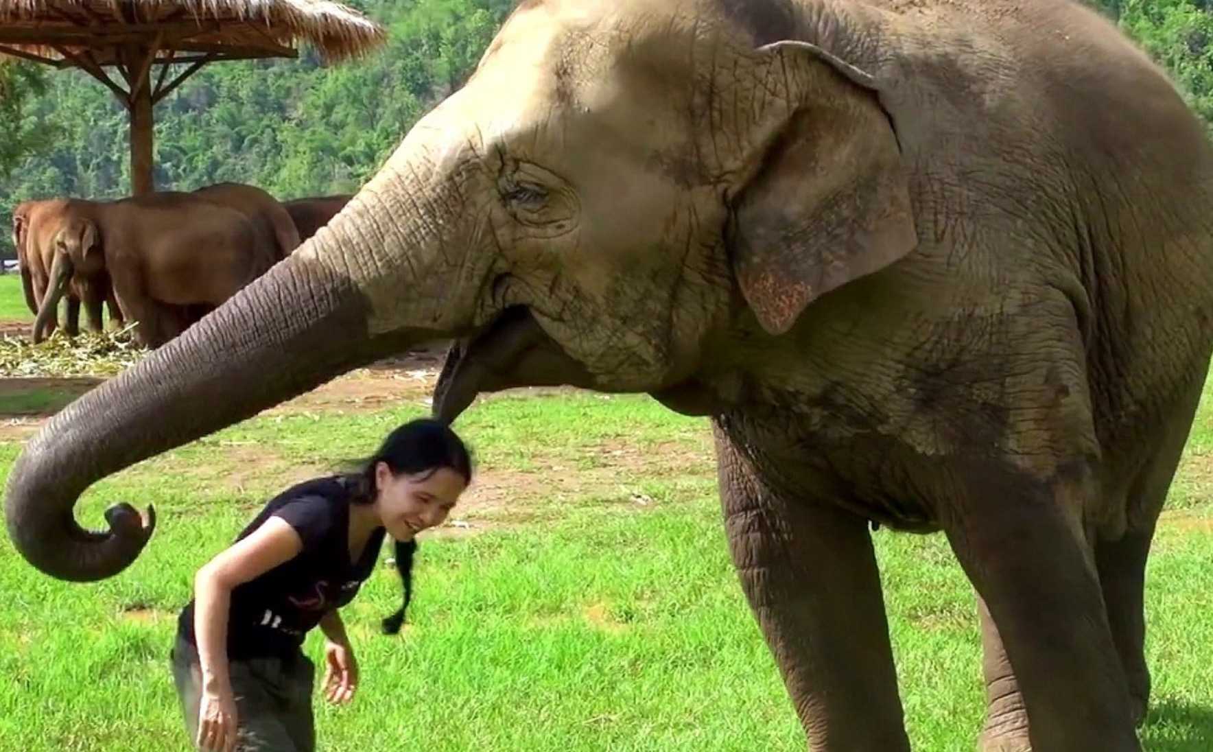 1648529500 484 Elefante va a la entrevista para salvar a su guardian