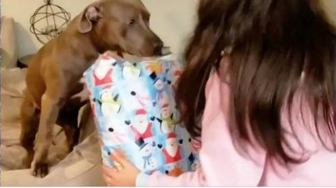 1648616323 perro rescatado se emociona al recibir su primer regalo