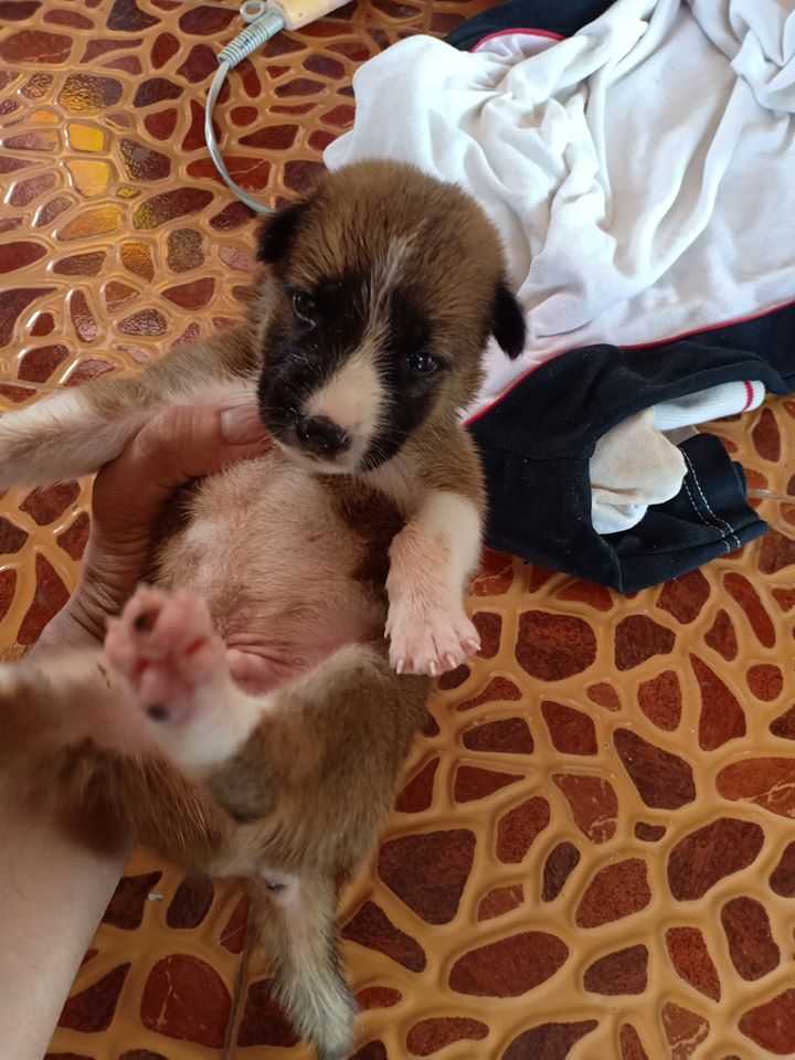 1648702387 198 hombre escucha 5 perros llorando en el fondo del pozo