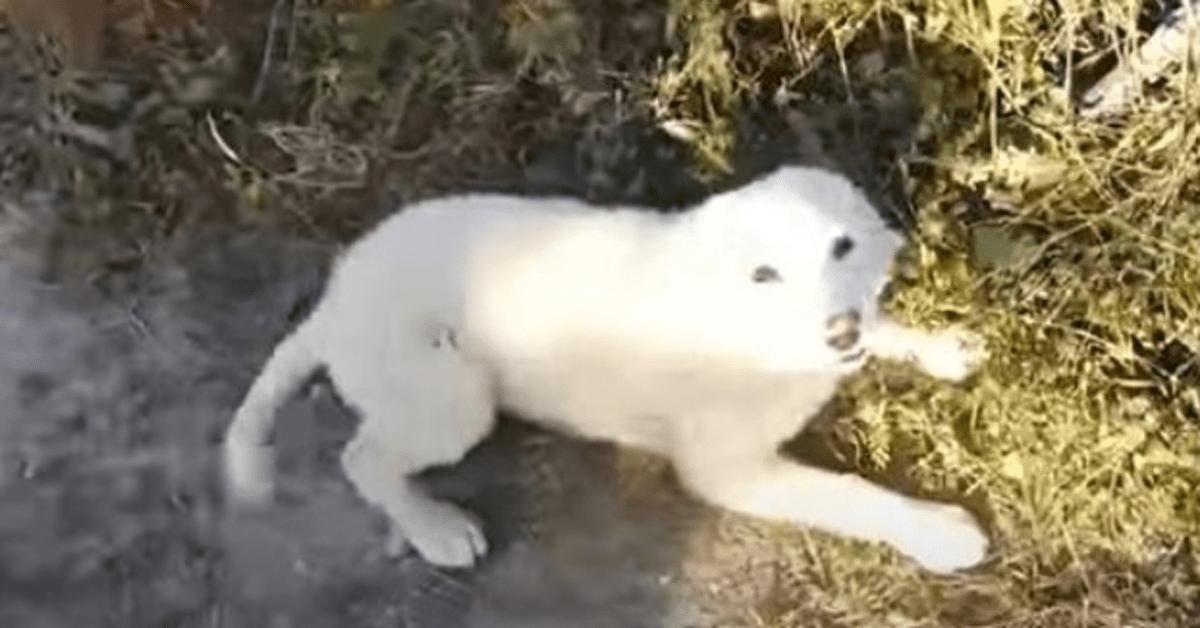Cachorro le ruega a un corredor que lo salve despues