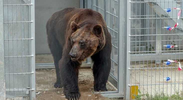 El oso paso 17 anos en una jaula y por