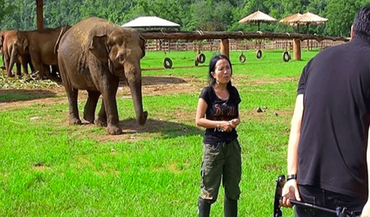 Elefante va a la entrevista para salvar a su guardian