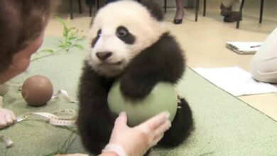 Intentaron quitarle el balon a panda hace la rabieta mas