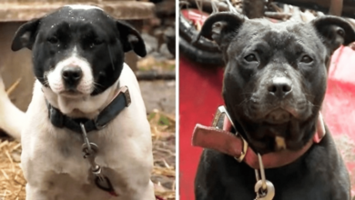 Los perros que permanecen encadenados en un ambiente helado prueban