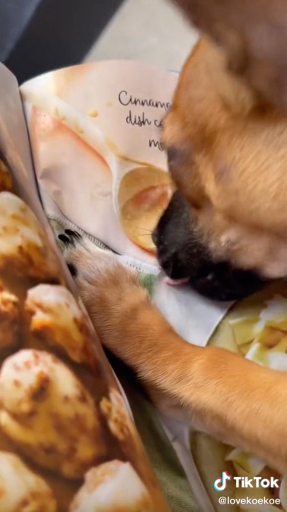 Perro intenta desesperadamente comer fotos de comida de revistas en