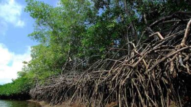 Santuario de los manglares de tumbes celebra 34 anos de