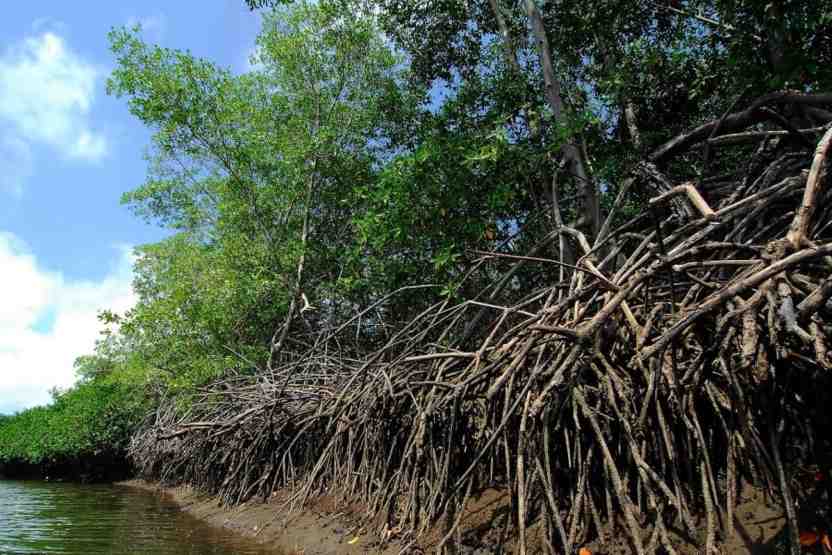 Santuario de los Manglares de Tumbes celebra 34 anos de