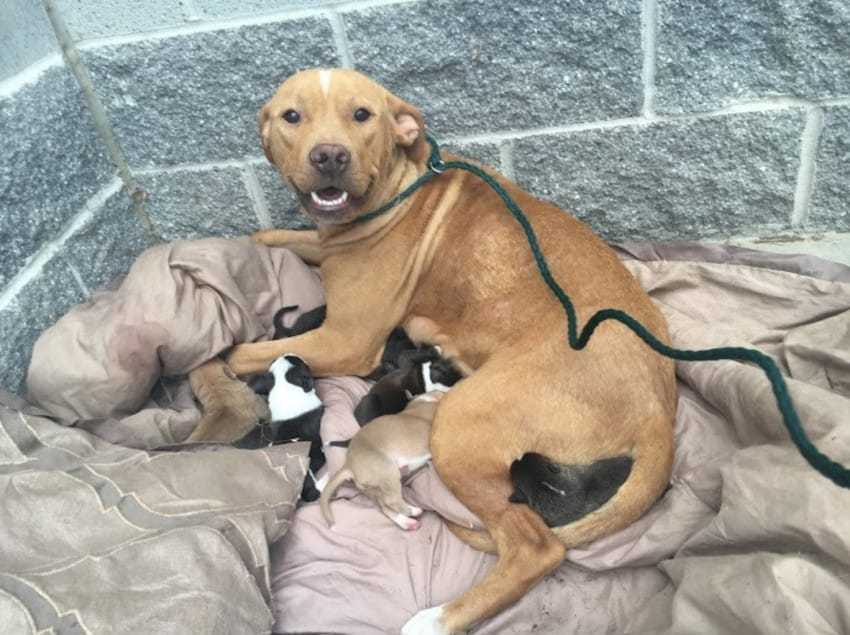 Una perra y sus 10 cachorros recien nacidos fueron arrojados