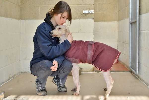 1648961924 729 hombre rescata perros enredados que confundio con un monton de