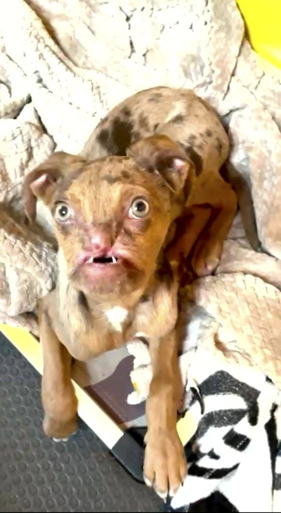 1649221785 209 dos perros desfigurados se vuelven mejores amigos despues de que