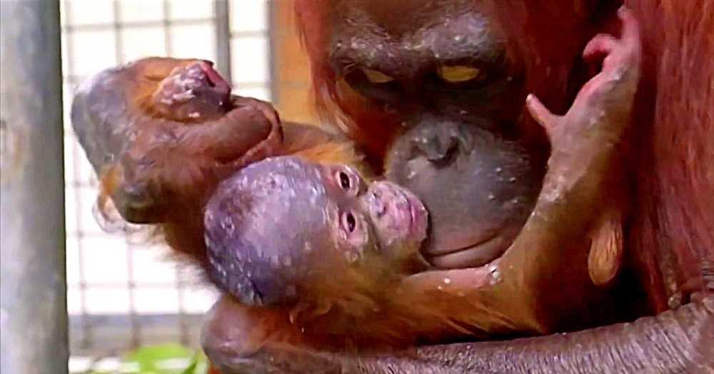 1649394322 974 los trabajadores lloran cuando la madre orangutan se reune con