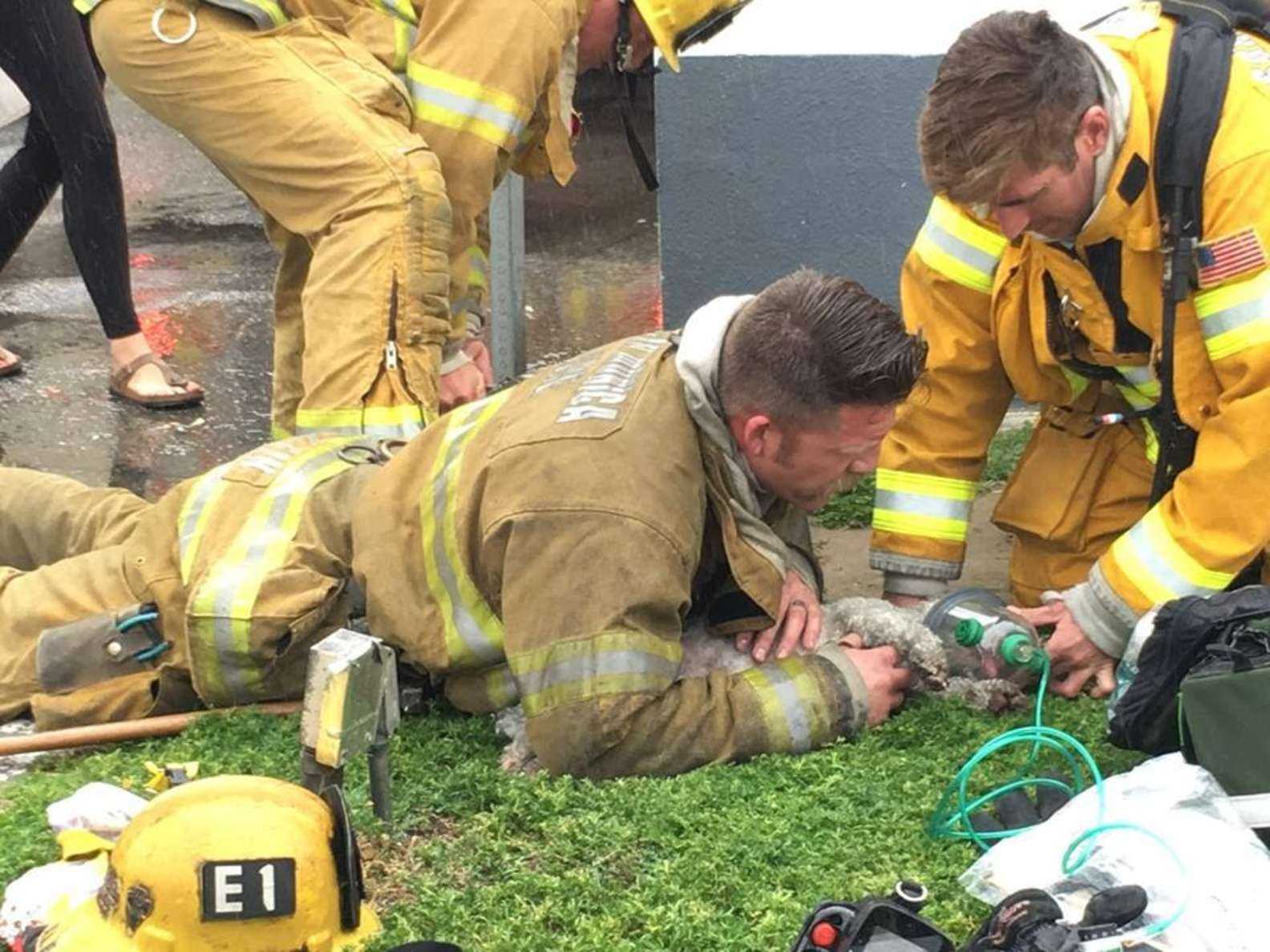 1649480795 798 bombero se niega a renunciar a rescatar a un cachorro