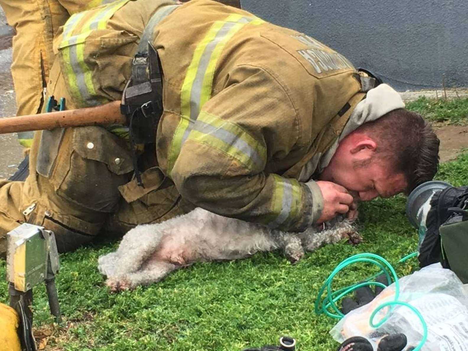 1649480796 974 bombero se niega a renunciar a rescatar a un cachorro