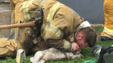 1649480799 bombero se niega a renunciar a rescatar a un cachorro