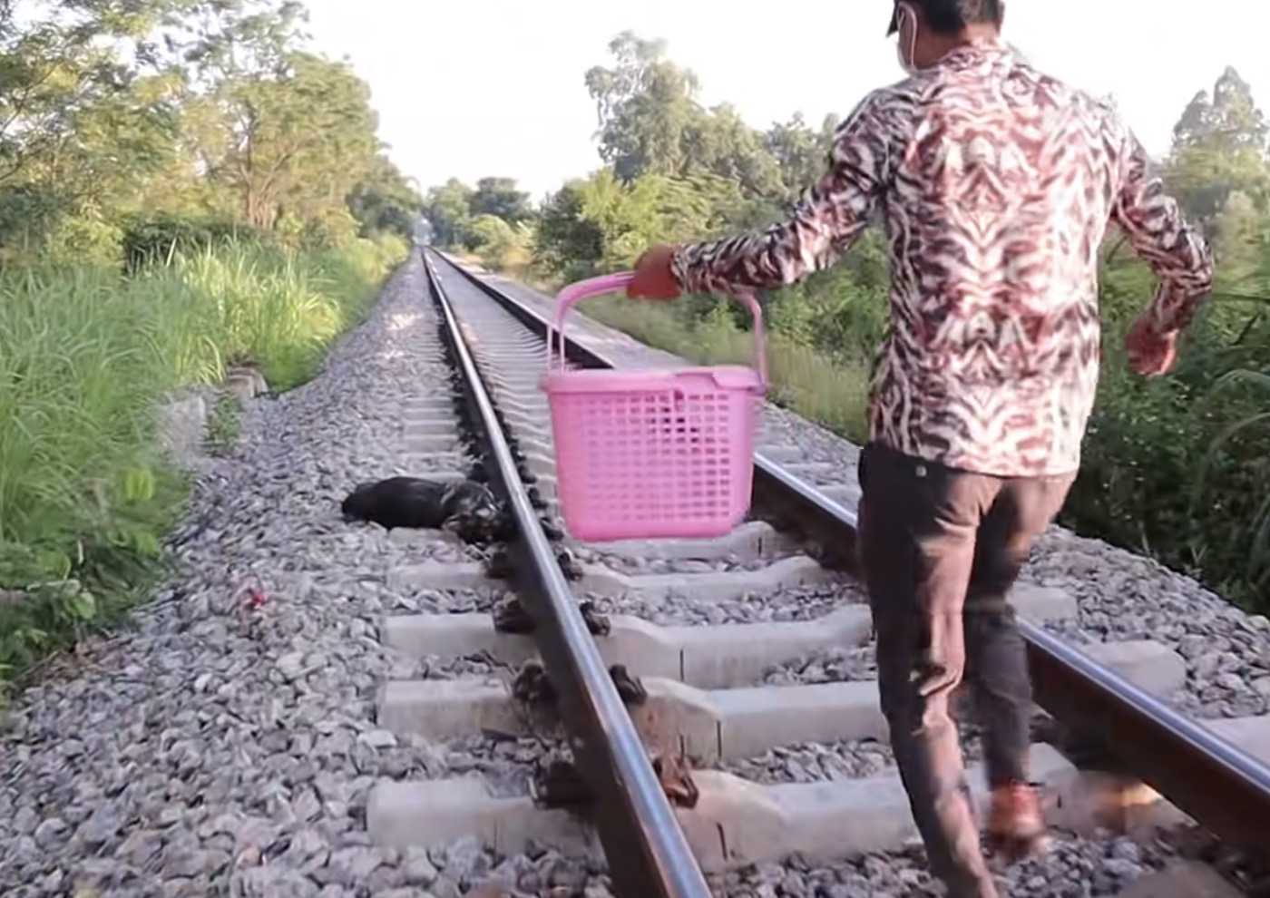 1649826833 17 rescata a 6 pobres cachorros en las vias del tren