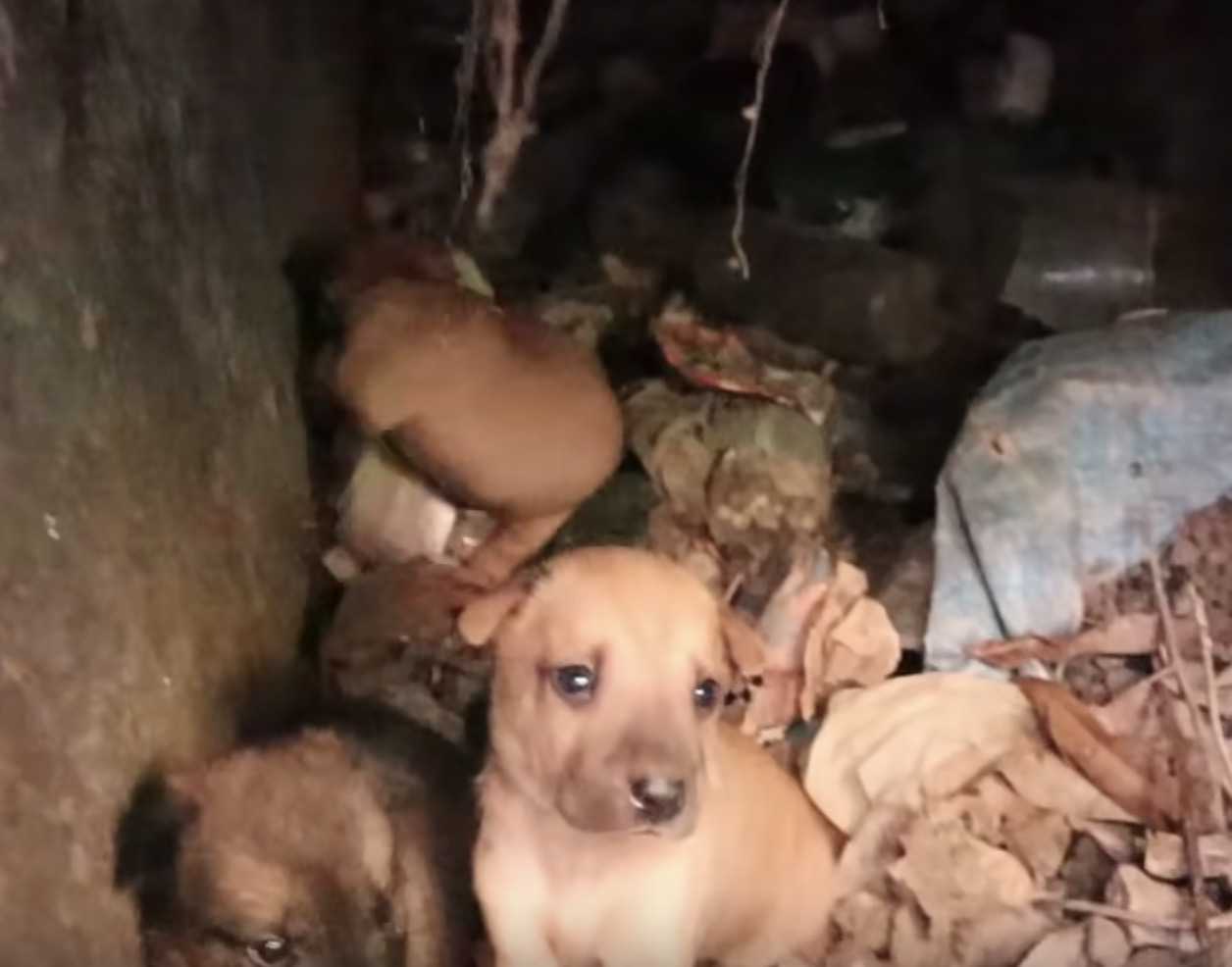1649826833 452 rescata a 6 pobres cachorros en las vias del tren